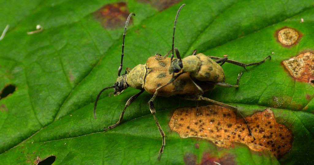 Krępień górski (Pachytodes cerambyciformis)