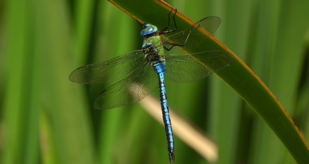Husarz władca (Anax imperator)