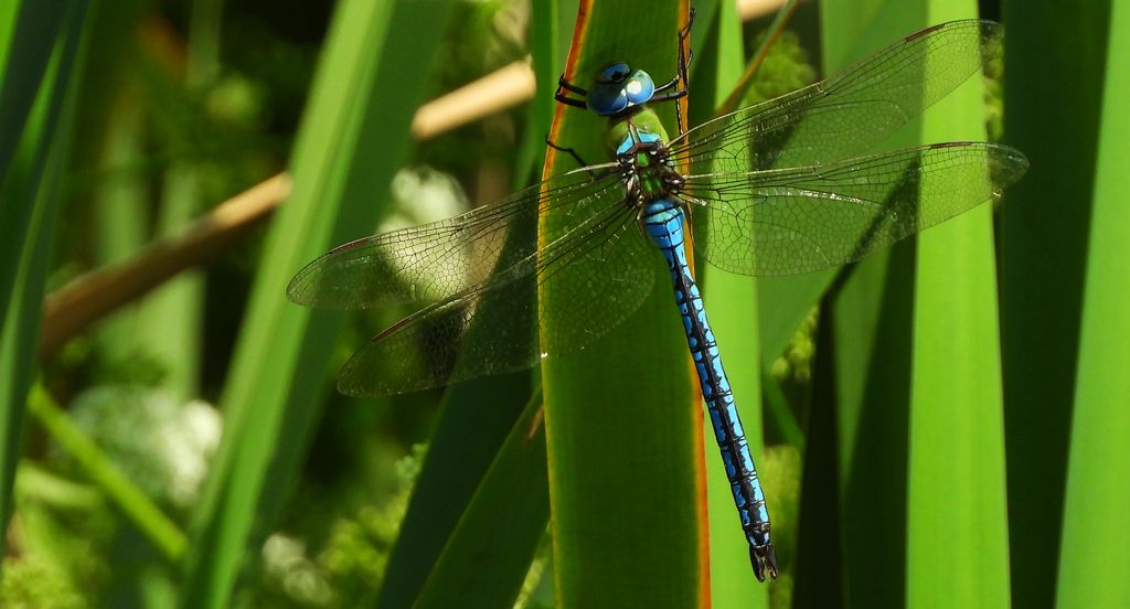 Husarz władca (Anax imperator)