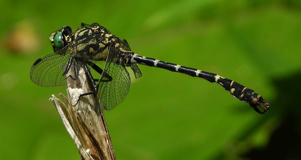Smaglec ogonokleszcz (Onychogomphus forcipatus)