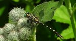 Smaglec ogonokleszcz (Onychogomphus forcipatus)