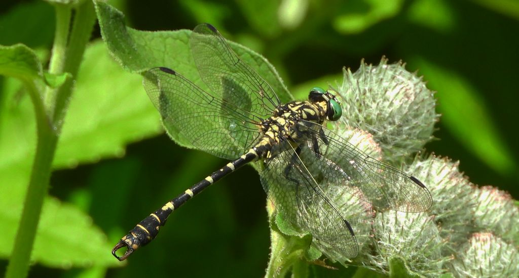 Smaglec ogonokleszcz (Onychogomphus forcipatus)