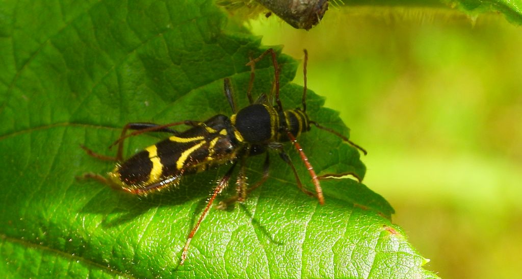 Biegowiec klonowy (Cyrtoclytus capra)