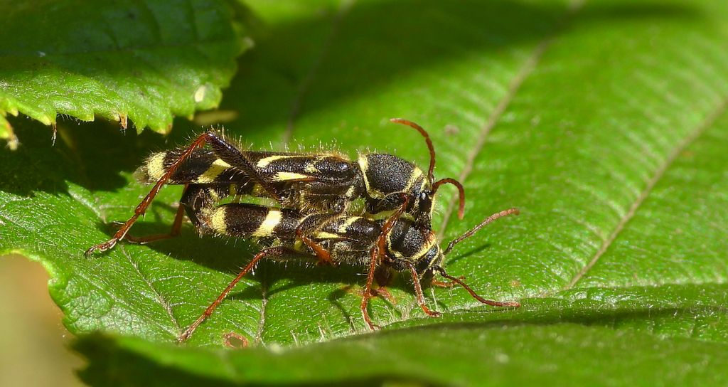 Biegowiec klonowy (Cyrtoclytus capra)