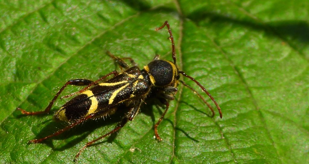 Biegowiec klonowy (Cyrtoclytus capra)