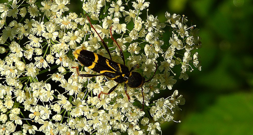 Biegowiec klonowy (Cyrtoclytus capra)