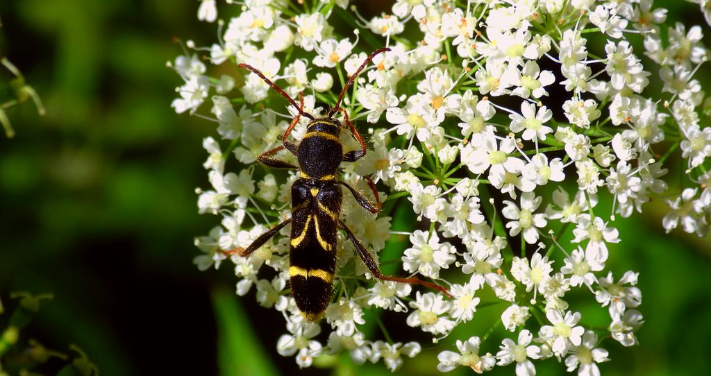 Biegowiec klonowy (Cyrtoclytus capra)