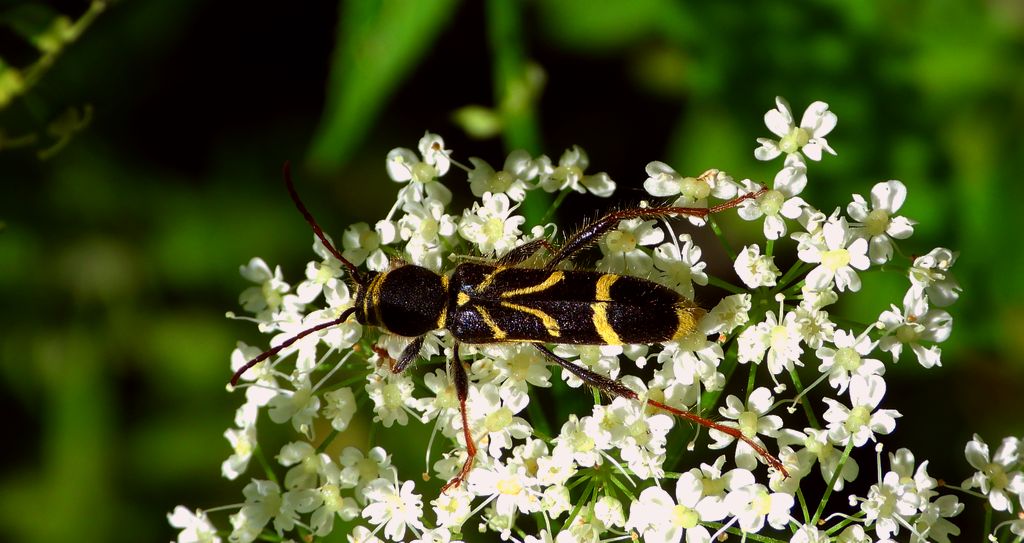 Biegowiec klonowy (Cyrtoclytus capra)