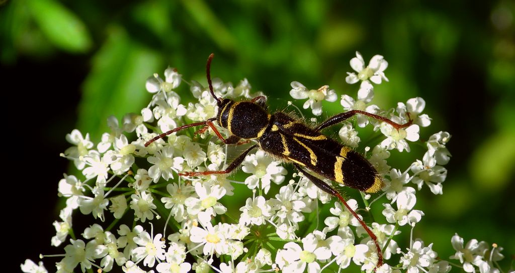 Biegowiec klonowy (Cyrtoclytus capra)