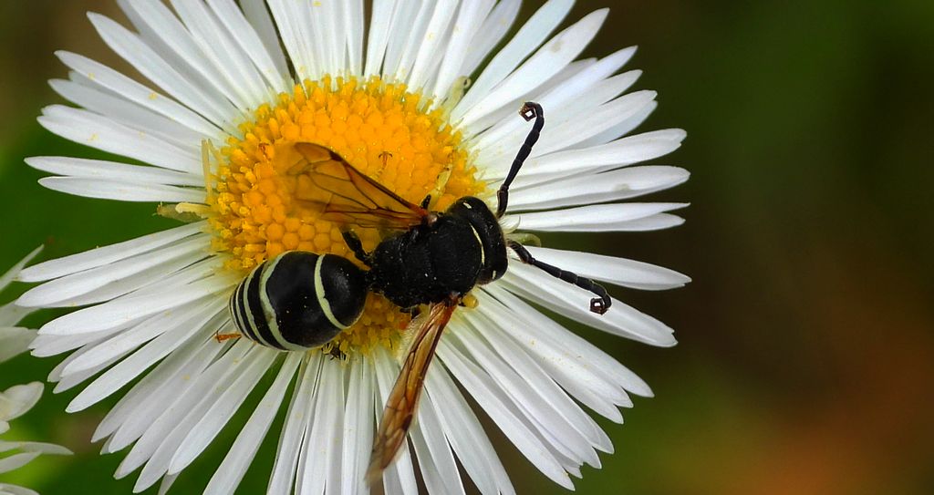 Bolica kolconoga (Odynerus spinipes)
