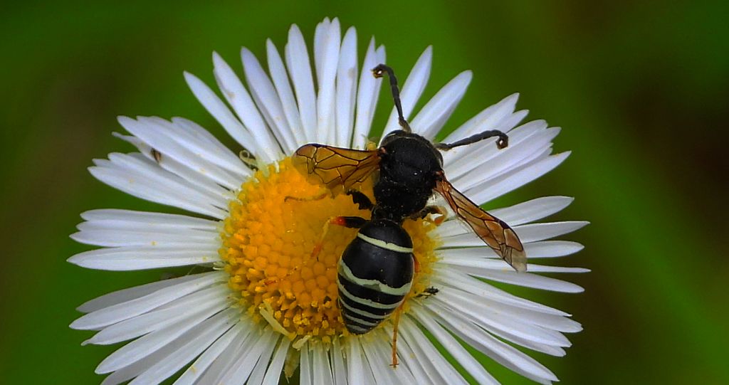 Bolica kolconoga (Odynerus spinipes)