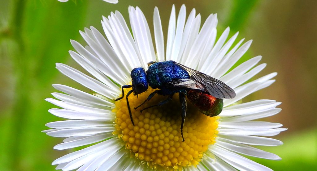 Złotolitka ognista (Chrysis ignita)