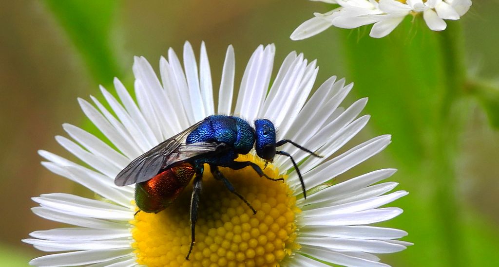 Złotolitka ognista (Chrysis ignita)