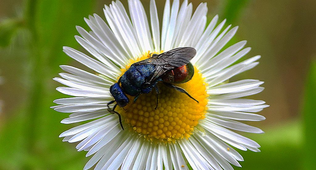 Złotolitka ognista (Chrysis ignita)