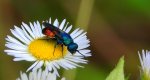 Złotolitka ognista (Chrysis ignita)