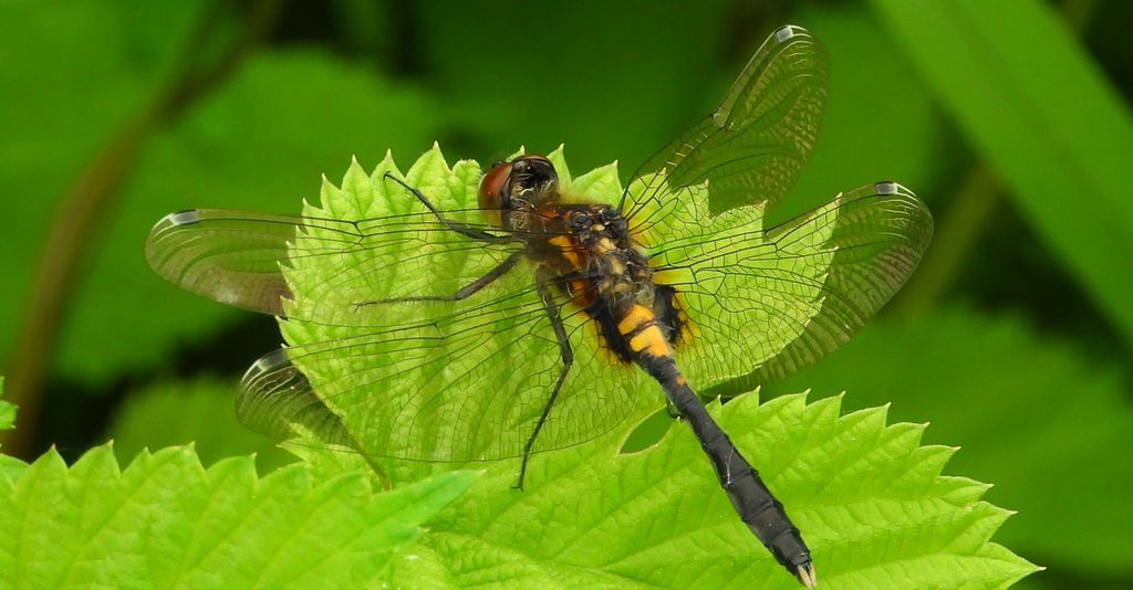 Zalotka spłaszczona (Leucorrhinia caudalis)