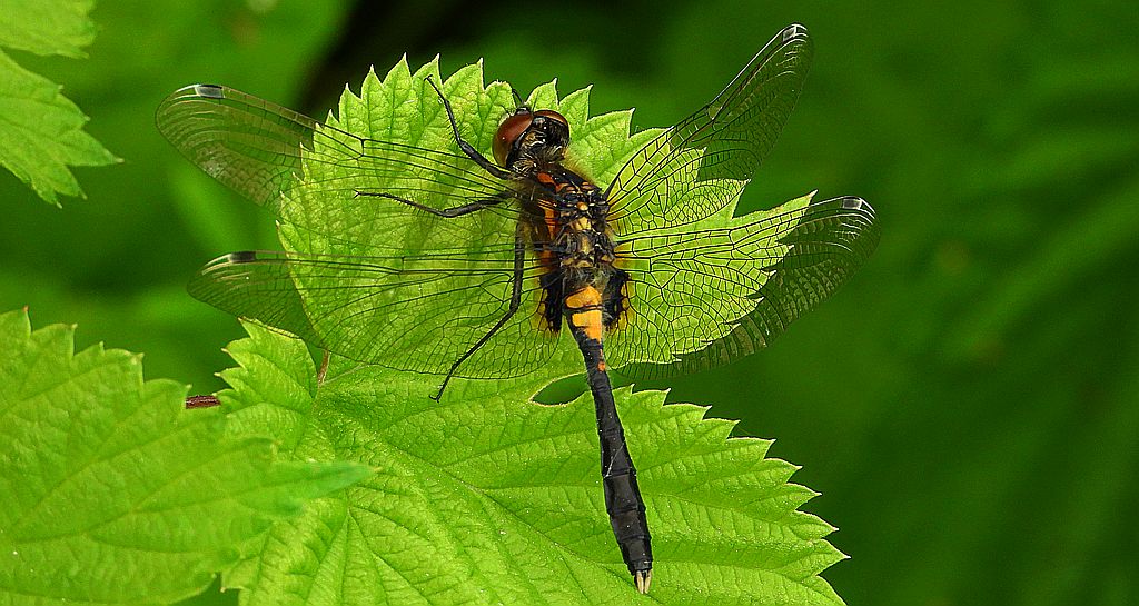 Zalotka spłaszczona (Leucorrhinia caudalis)