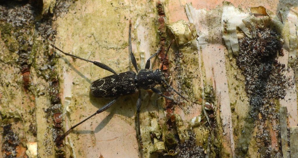 Drzeworadek topolowy (Xylotrechus rusticus)