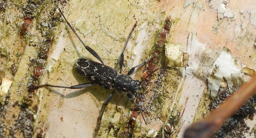 Drzeworadek topolowy (Xylotrechus rusticus)