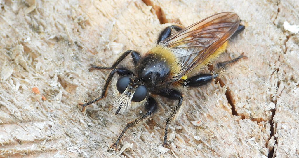 Wierzchołówka żółtowłosa (Laphria flava)