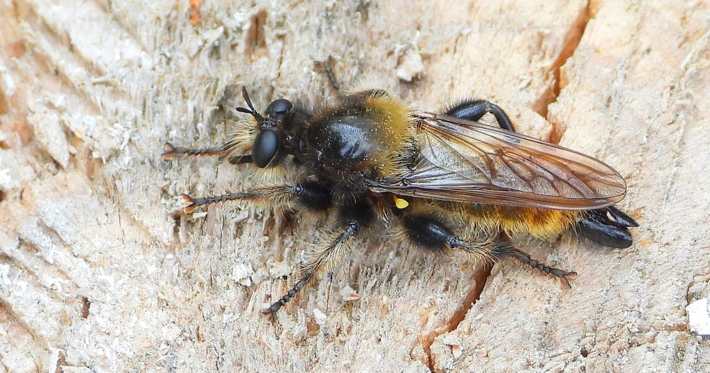Wierzchołówka żółtowłosa (Laphria flava)