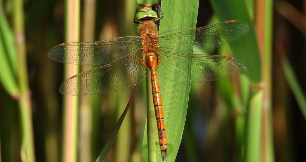 Żagnica ruda (Aeshna isoceles)