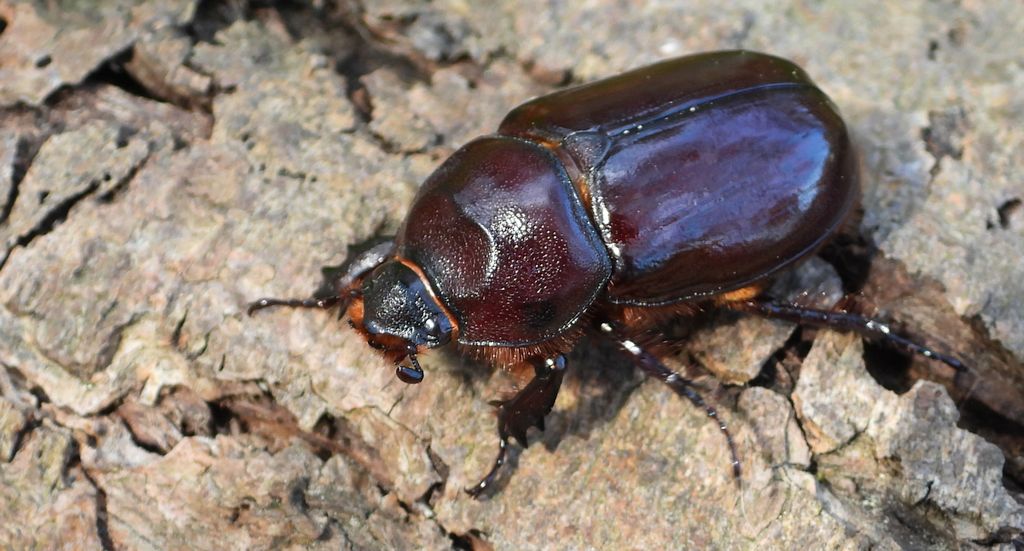 Rohatyniec nosorożec, rohatyniec garbarz (Oryctes nasicornis)