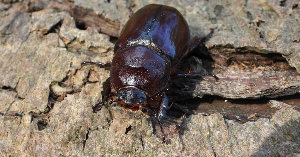Rohatyniec nosorożec, rohatyniec garbarz (Oryctes nasicornis)