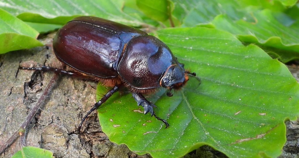 Rohatyniec nosorożec, rohatyniec garbarz (Oryctes nasicornis)