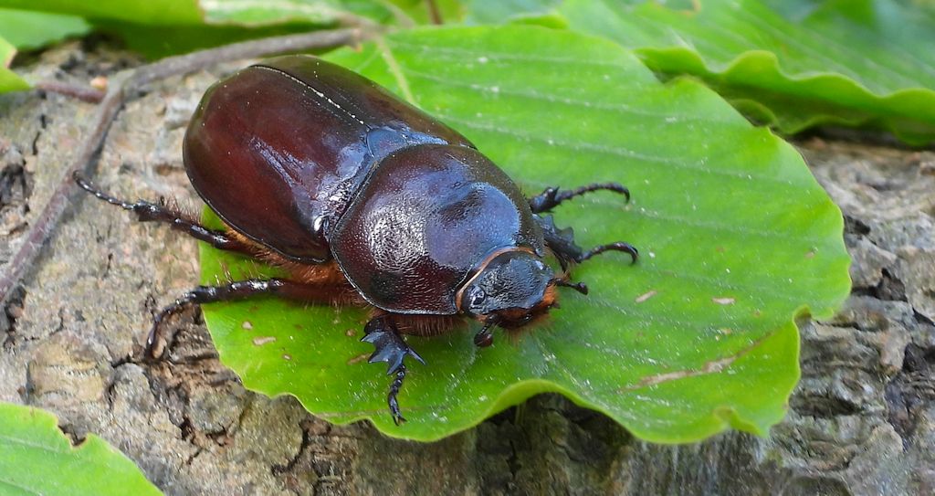 Rohatyniec nosorożec, rohatyniec garbarz (Oryctes nasicornis)