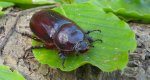 Rohatyniec nosorożec, rohatyniec garbarz (Oryctes nasicornis)