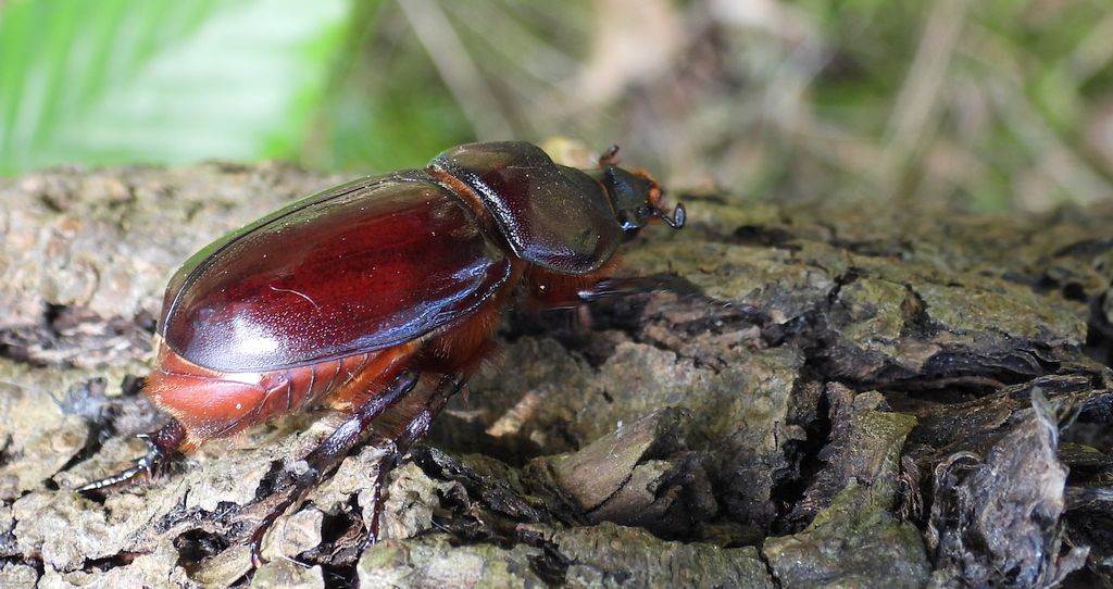 Rohatyniec nosorożec, rohatyniec garbarz (Oryctes nasicornis)