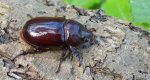 Rohatyniec nosorożec, rohatyniec garbarz (Oryctes nasicornis)