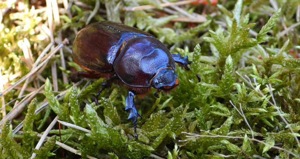 Rohatyniec nosorożec, rohatyniec garbarz (Oryctes nasicornis)