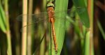 Żagnica ruda (Aeshna isoceles)