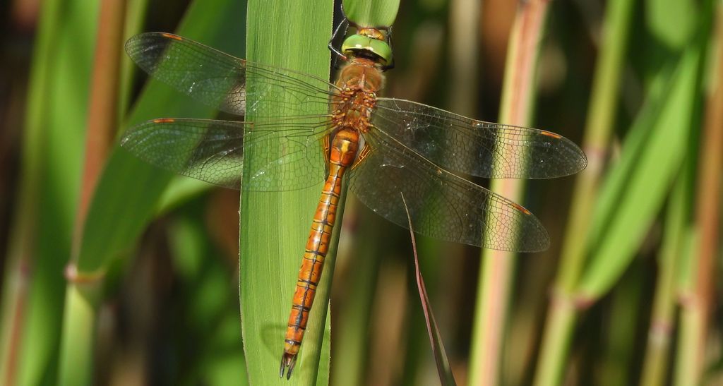 Żagnica ruda (Aeshna isoceles)