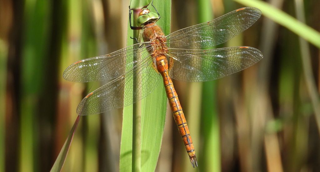 Żagnica ruda (Aeshna isoceles)