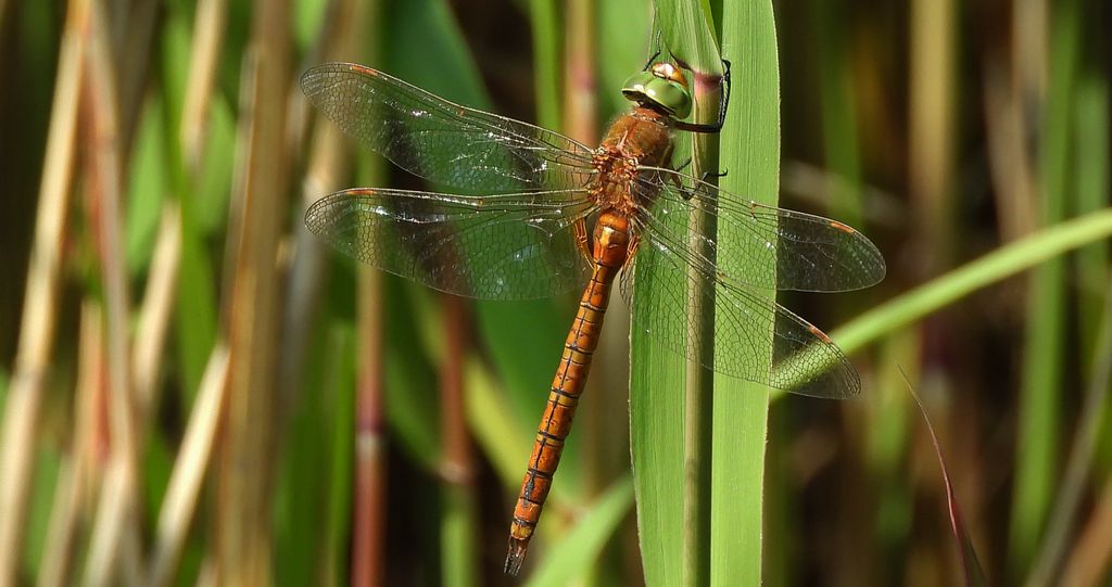 Żagnica ruda (Aeshna isoceles)