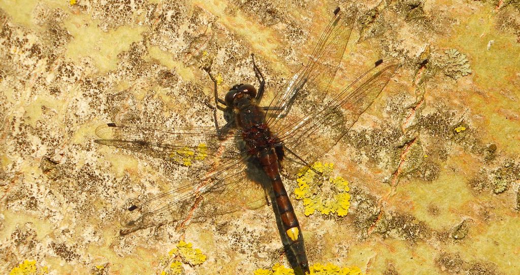Zalotka większa (Leucorrhinia pectoralis)
