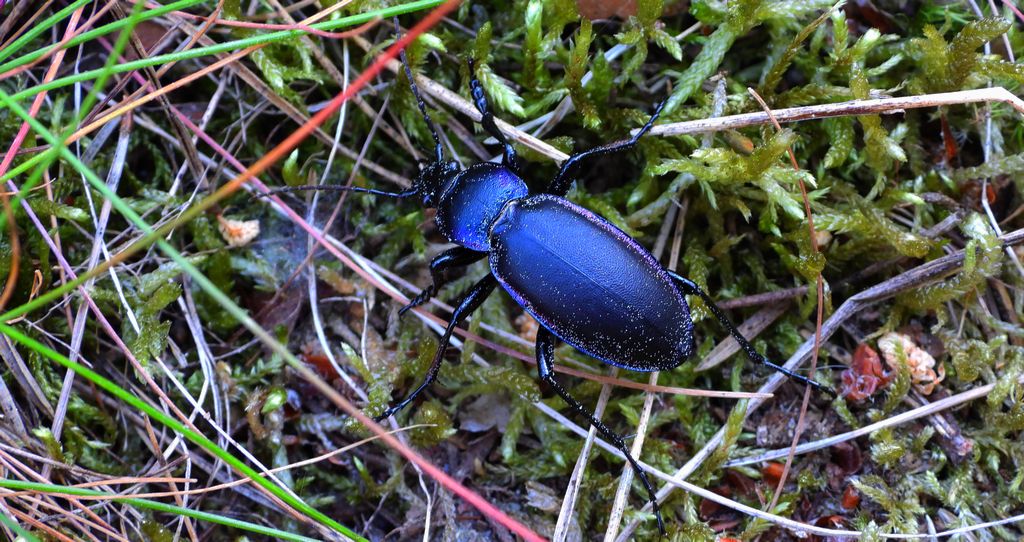 Biegacz fioletowy (Carabus violaceus)