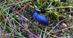 Biegacz fioletowy (Carabus violaceus)