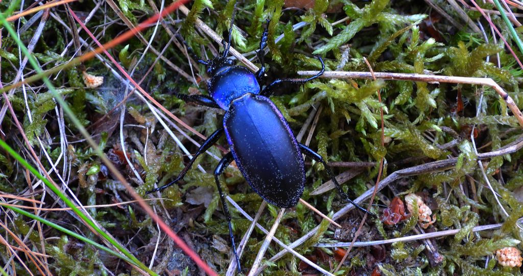 Biegacz fioletowy (Carabus violaceus)