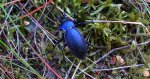 Biegacz fioletowy (Carabus violaceus)