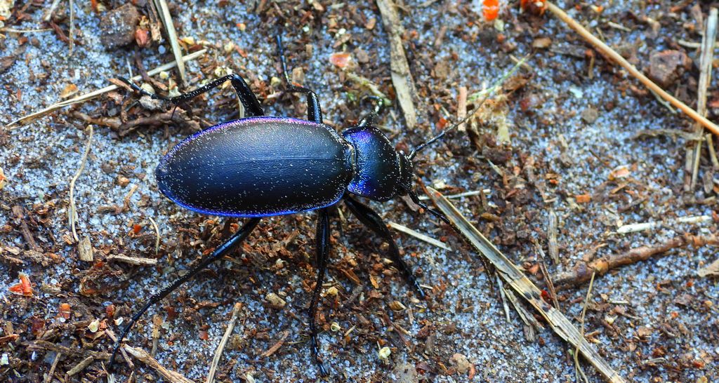 Biegacz fioletowy (Carabus violaceus)