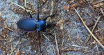 Biegacz fioletowy (Carabus violaceus)