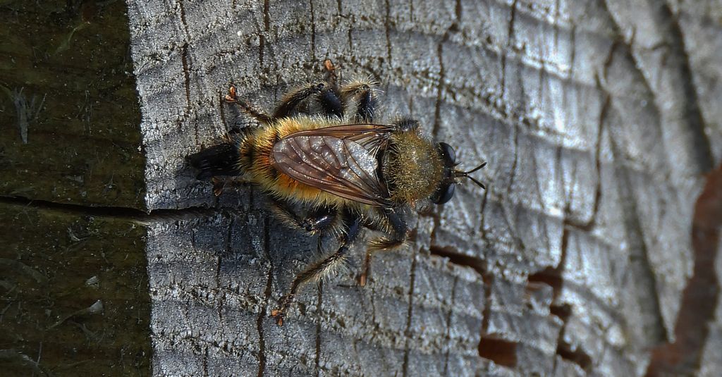 Wierzchołówka żółtowłosa (Laphria flava)