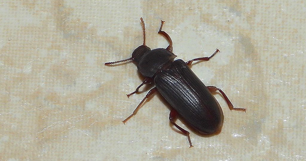 Mącznik młynarek (Tenebrio molitor)