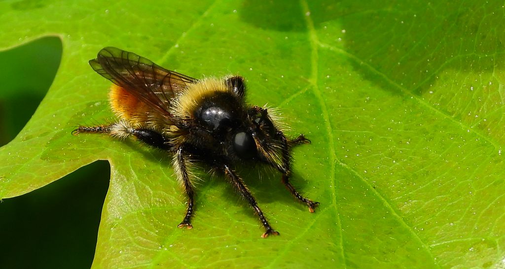 Wierzchołówka żółtowłosa (Laphria flava)