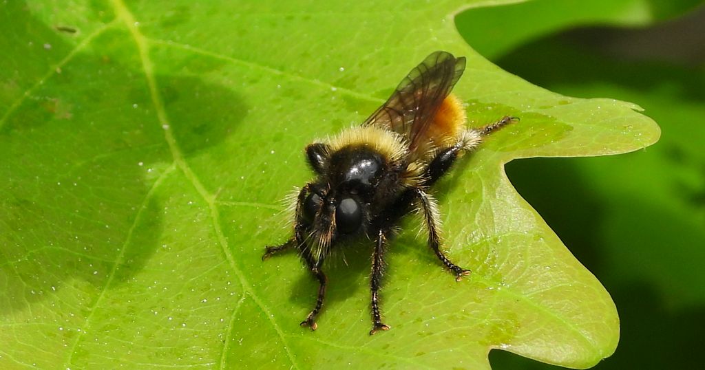 Wierzchołówka żółtowłosa (Laphria flava)