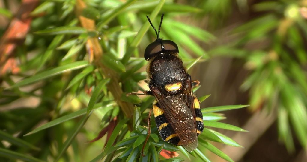 Lwinka kameleon, zmróżek kameleon (Stratiomys chamaeleon)